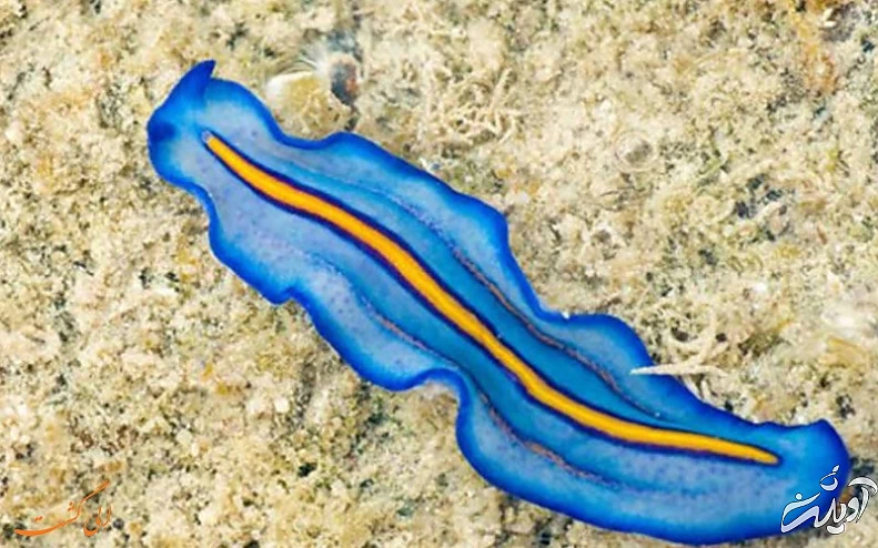 کرم های پهن آبی